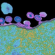 Illustration for article titled Remove HIV's invisibility cloak to defeat it